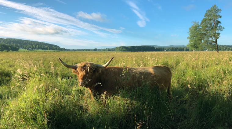 En Highland cattle ko betar i gräset vid Limsjön